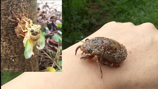 クマゼミの羽化 Japanese Black Cicada