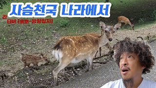 사슴천국 나라에서 유명인과 런치타임