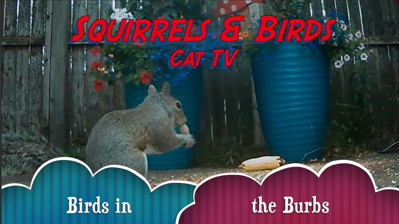 Squirrels Birds Cat Tv Cattv Sqirrel Youtube