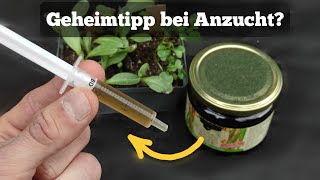 kaum bekanntes Hausmittel als idealer Dünger für Pflanzen. [Test]