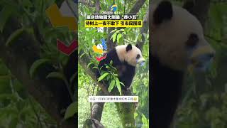 重慶動物園大熊貓“莽小五”，待樹上一夜不敢下引市民圍觀#國寶不愧是國寶 #大熊貓 #國寶熊貓