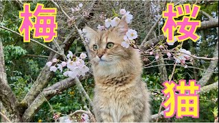 梅と桜と猫 初めてのお花見＆木登り【サイベリアン・ノルウェージャンフォレストキャット・多頭飼い】