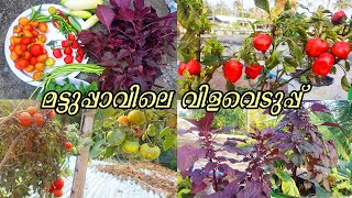 മട്ടുപ്പാവിലെ വിളവെടുപ്പ് || Terrace Organic Vegetable garden harvesting || mattuppavu krishi