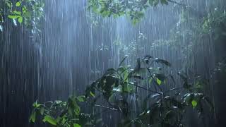 Beat Insomnia Within 5 Minutes with Heavy Rain and Imposing Thunder Sounds in Foggy Forest at Night
