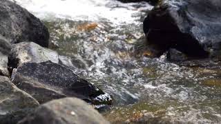 River Sounds - Relaxing Nature Video - Sleep/ Relax/ Study - 1 Hours - HD 1080p
