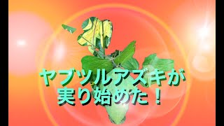 ヤブツルアズキが実り始めた。