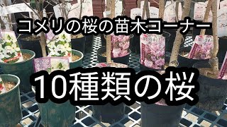 ホームセンターコメリの桜の苗木を見に行きました。ソメイヨシノなど。結構桜の種類多いですね。 吉野桜、河津桜、八重桜、枝垂れ桜、御殿場桜、楊貴妃桜、啓翁桜、松月桜、陽光桜、鬱金桜