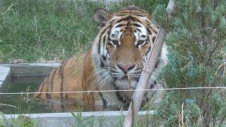 アムールトラ　アースくん　水風呂に入りました　【のんほいパーク】Amur tiger Earth-kun Toyohashi Zoo