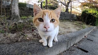 無邪気な子猫が可愛い声で話しかけてきた！