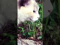 夏とネコの思い出 #福岡 #猫動画　#ネコ　#猫