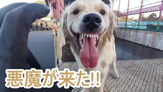 凶暴になり柊にトラックの檻に閉じ込められる大型犬！ゴールデンレトリバーティト