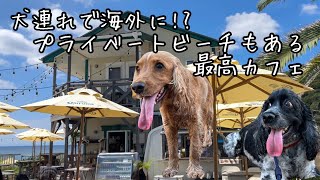 【犬連れOKカフェ・食事編#8】逗子サーファーズ　イングリッシュコッカースパニエル｢みみ｣の気持ち