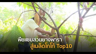 พืชแซมสวนยางพารา สู่เมล็ดโกโก้ Top10