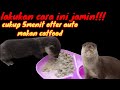 5menit otter jamin mau makan catfood