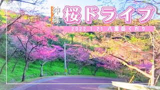 【沖縄旅行ドライブ】八重岳桜並木コース②下り2022【おすすめルート】