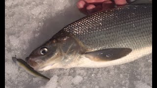 Csf 33 2018 01 Ice Fishing Whitefish.