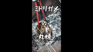 ミドリガメの丸焼き@外来生物丸焼き会 #Shorts