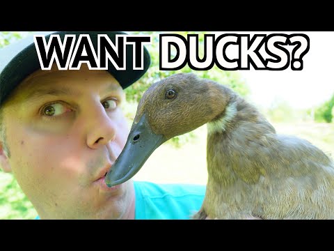 What is duckling starter?