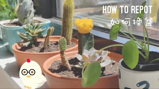 #03 Repotting Leggy Pilea \u0026 Cacti and Succulents | 幫鏡面草、仙人掌跟多肉植物換盆 (CC)