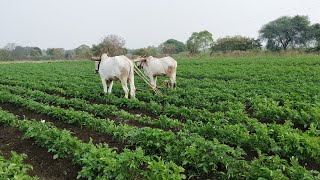 शेतातले काम , गांडूळ खत छान तयार झाले14 January 2025