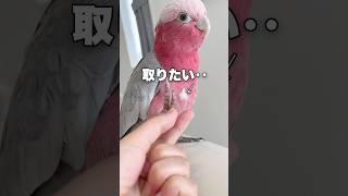 オウムの胸毛を抜こうとするとこうなるw【モモイロインコ】#shorts