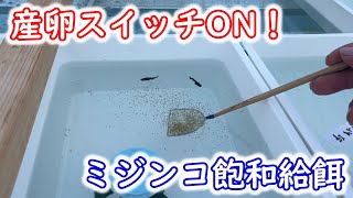 【めだか】産卵シーズン飽和給餌。ハイポネックスのグリーンウォーターの針子は・・・？　Ｂ型おやじ