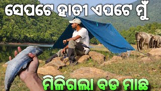 ସେପଟେ ହାତୀ ଏପଟେ ମୁଁ 😳 | Solo Camping With Elephant | #odiavlog