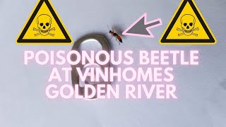 Do NOT touch! POISONOUS rove beetle 13 times more TOXIC than a COBRA at Vinhomes Golden River flies!