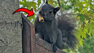 The Backyard Squirrels are LOVING These In Shell Peanuts!