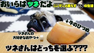 【面白パグ動画】ツネさんに牛のヒヅメを与えてみたら、予想外の行動に出た...