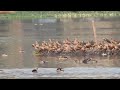 সাঁতরাগাছি ঝিলের পাখির ডাক । santragachi jheel birds sound documentary @wildindiamit