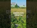 강화현대부동산 032 934 8955 강화읍 소재 네모반듯한 400평 평당67만원 접근성좋고 강화대교 5분거리 위치하며 작은마을 도로와길게 접한토지 전원주택 단독주택 강화급매