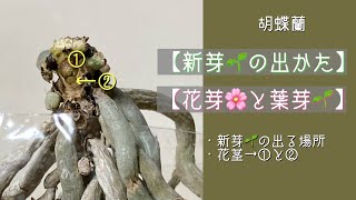 2022年9月4日　胡蝶蘭の新芽【花芽🌸（葉芽🌱）と根っこ】　最近の異常気象で花芽にならず葉芽が出てくることがあります　新芽🌱をチェックしてみましょう　・２週間後に答え合わせします