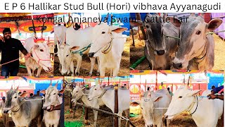 E P 6 Hallikar Stud Bull (Hori) vibhava Ayyanagudi Kengal Anjaneya Swami  Cattle Fair