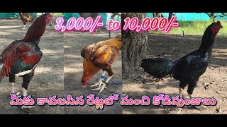 🐓 పందెం పుంజులు అందరికీ అందుబాటు ధరలలో 🐓