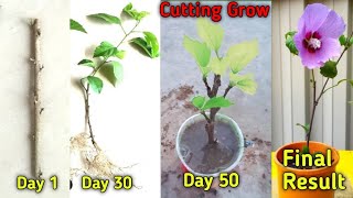 How to grow plant of cutting|Gudhal ki cutting kaise lagaye|cutting kaise lagay|Gardening with Anoop