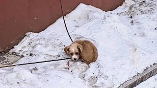 The lost puppy curled up in the snow, trembling and barking at the approaching girl to hide his fear