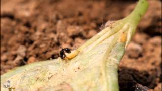 螞蟻挖潛蠅幼蟲 Ant Digging up A Leaf Miner Larva