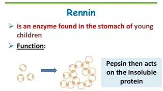 Different between Rennin and Renin