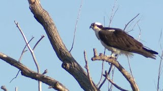 Wild and domestic birds and animals across Nevada tested for bird flu