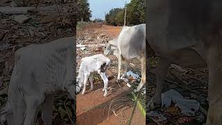 గోవును పూజిస్తే అష్టైశ్వర్యాలు కానీ గోవు యజమాని తిండి కుడా వీటికి పెట్టకుండా నిర్దక్షణ్యం గా బయటికి