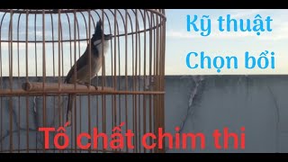 Kỹ thuật chọn bổi tố chất chim thi.