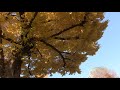 紅葉の北の丸公園２０１７　大銀杏満開