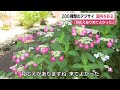 「来てよかった」200種3500株のアジサイが見頃　例年と比べ開花遅く　静岡・伊東市