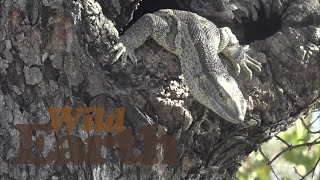 WildEarth - Sunset - 29 July 2021