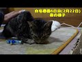 【ルイ】余命宣告された子猫が自宅静養６日目の様子、じっとして回復を待ちます【2023年2月22日】