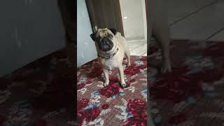 pug dog angry and barking 🦁