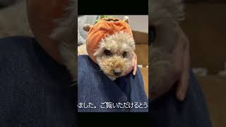 4歳トイプードル2024年12月 / 4-year-old Toy poodle in Dec.2024  #shorts