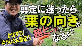 かぼすTVゆうじさん直伝！剪定する枝の条件はココを見ると一発！