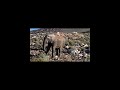 Elephant crashes the pool party